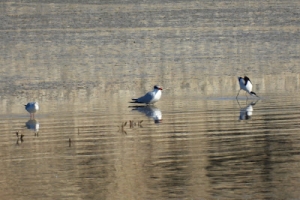 Pagaza piquirroja, Hydropogne caspia. Caspian tern.